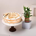 FlowerAura Delicious Fresh 500 Gram Butterscotch Cake With Decorative Air Purifying Live Bamboo Plant Valentine's Day Gift For Girlfriend, Boyfriend, Husband &amp; Wife (Same Day Delivery)