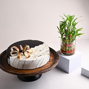 floweraura delicious fresh 500 gram choco vanilla cake with decorative air purifying live bamboo plant valentine39s day gift for girlfriend boyfriend husband amp wife same day delivery