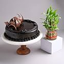FlowerAura Delicious Fresh 500 Gram Choco Truffel Cake With Decorative Air Purifying Live Bamboo Plant Valentine's Day Gift For Girlfriend, Boyfriend, Husband &amp; Wife (Same Day Delivery)