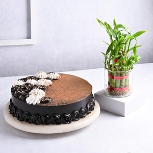 floweraura delicious fresh 500 gram chocolate truffel cake with decorative air purifying live bamboo plant valentine39s day gift for girlfriend boyfriend husband amp wife same day delivery