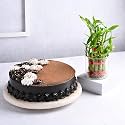 FlowerAura Delicious Fresh 500 Gram Chocolate Truffel Cake With Decorative Air Purifying Live Bamboo Plant Valentine's Day Gift For Girlfriend, Boyfriend, Husband &amp; Wife (Same Day Delivery)