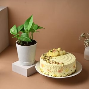 floweraura delicious fresh 500 gram rasmalai cake with decorative air purifying live green money plant valentine39s day gift for girlfriend boyfriend husband amp wife same day delivery