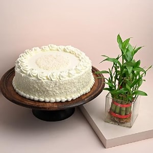 floweraura delicious fresh 500 gram white forest cake with decorative air purifying live bamboo plant valentine39s day gift for girlfriend boyfriend husband amp wife same day delivery