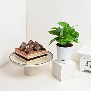 floweraura delicious fresh 500g choco coffee cake with decorative air purifying live green money plant for valentine39s day gift birthday gift anniversary gift amp mother39s day gift same day delivery