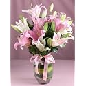 FlowerAura Premium Fresh Live Flower Bouquet of 8 Pink &amp; White Lilies In Designer Glass Vase Gift For Birthday | Anniversary | Love | Home Decor | Fathers Day Gift For Dad (Same Day Delivery)