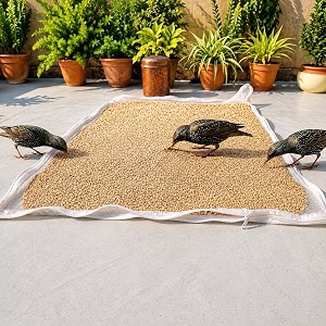 food drying net with zip cover  cotton papad drying cloth for papad vadagam chillies herbs amp spices  breathable washable amp reusable  bird amp dust protection  white  pack of 1 28x38 inch