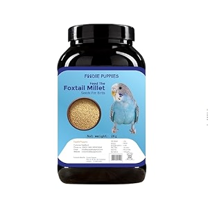 foodie puppies foxtail milletkangni seeds bird food - 2kg box for canaries finches waxbills budgies lovebird cockatiel parrot amp parakeet  all life stages natural seeds for birds