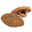 FOOTVITAL Foot Scrubber (1-Sided with Handle) | Pure Terra-Cotta Pumice Stone Pedicure Scraper | Natural Exfoliation | Artisan-Crafted for Smooth, Beautiful Feet
