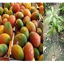 Ford Mango Tree Hybrid 1 Healthy Live