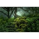 Forest Aquarium Background Dense Woods Moss Natural Landscape Reptile Tank Background Lush Green Tropical Rainforest Jungle Fish Tank Backgrounds Old Huge Trees Reptile Enclosure Backgrounds 72x18in