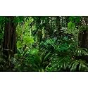 Forest Aquarium Background Densely Woods In Moss Natural Landscape Terrarium Background Lush Green Tropical Forest Jungle Ferns Fish Tank Background Old Huge Trees Reptile Habitat Background 72x18in