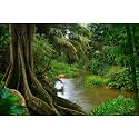 Forest Aquarium Background Jungle Rainforest River Terrarium Background Lush Green Trees with Moss Fish Tank Background Forest Stream Green Plants Reptile Habitat Background Poster Vinyl 72x16in