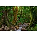 Forest Aquarium Background Jungle Rainforest Stream Fish Tank Background Lush Green Trees with Moss Terrarium Background Forest Stream Rock Theme Reptile Habitat Background Poster Vinyl 36x18in