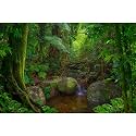 Forest Aquarium Background Jungle Rainforest Stream Terrarium Background Lush Green Trees with Moss Fish Tank Background Forest Stream Rock Reptile Habitat Background Poster Vinyl 72x18in
