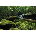 Forest Waterfall Aquarium Background Jungle Rainforest Stream Fish Tank Background Huge Rocks with Moss Trees Reptile Tank Backgrounds Jungle Forests Landscape Reptile Enclosure Backgrounds 30x18in