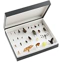 Forestry Suppliers Standard Insect Box, 11-11/16 x 9-11/16 x 1-1/8 in Interior — Foam Lined Display Case with Overlapping Lid for Mounted Specimens