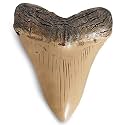 Fossilized Teeth and Claws of Various Prehistoric Dinosaurs, Megalodon Shark Teeth, and High-Fidelity Replicas (Megalodon Shark Tooth.)