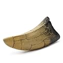 Fossilized Teeth and Claws of Various Prehistoric Dinosaurs, Megalodon Shark Teeth, and High-Fidelity Replicas (Tyrannosaurus Rex Tooth)