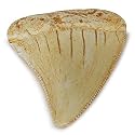 Fossilized Teeth and Claws of Various Prehistoric Dinosaurs, Megalodon Shark Teeth, and High-Fidelity Replicas (Megalodon Shark Tooth)