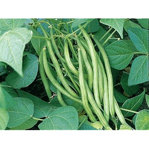 french beans seeds for planting  easy to grow garden seeds for home kitchen garden terrace balcony pots amp grow bags pack of 50 seed
