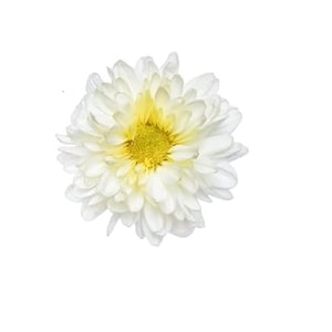 fresh chrysanthemumshevanti flower white 100 g