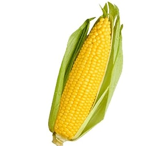 fresh organic sweet corn 1 piece
