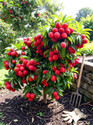Fruitful Litchi Plant sapling