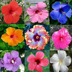 FSK Hibiscus Plant sapling