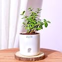 Future Roots Good Luck Combo of 4 - Jade Plant | Money Plant | Spider Plant | Snow White Aglaonema | Air Purifying, Low Maintenance Beginner Friendly Plant for Living Room, Office, Home Décor