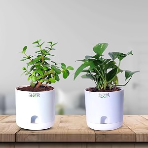 future roots live good luck jade and money plant combo with self watering pot - air purifying indoor feng shui crassula ovata succulent for home living room kitchen office desk bedroom decor