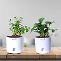 Future Roots Live Good Luck Jade and Money Plant Combo with Self Watering Pot - Air Purifying Indoor Feng Shui Crassula Ovata Succulent for Home, Living Room, Kitchen, Office Desk, Bedroom Decor