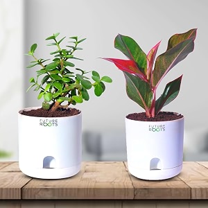 future roots live good luck jade and aglaonema red lipstick plant combo with self watering pot - air purifying indoor plant for home living room kitchen office desk outdoor bedroom dcor