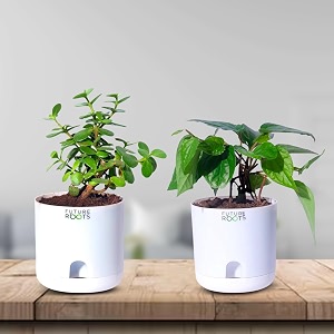 future roots live good luck jade plant and betel leaf plant with self watering pot - crassula ovata succulent amp maghai paan for indoor outdoor home garden balcony kitchen