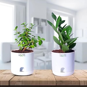 future roots live good luck jade and zz plant combo with self watering pot - air purifying indoor plant for home office desk outdoor living room bedroom kitchen decor gifting plant