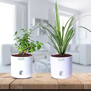 future roots live good luck jade and spider plant combo with self watering pot - air purifying indoor plant for home office desk outdoor kitchen living room bedroom decor gifting plant