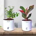 Future Roots Live Good Luck Jade and Aglaonema Red Lipstick Plant Combo with Self Watering Pot - Air Purifying Indoor Plant for Home, Living Room, Kitchen, Office Desk, Outdoor, Bedroom Décor