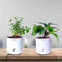 Future Roots Live Good Luck Jade Plant and Betel Leaf Plant with Self Watering Pot - Crassula Ovata Succulent &amp; Maghai Paan for Indoor, Outdoor, Home, Garden, Balcony, Kitchen