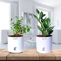 Future Roots Live Good Luck Jade and ZZ Plant Combo with Self Watering Pot - Air Purifying Indoor Plant for Home, Office Desk, Outdoor, Living Room, Bedroom, Kitchen Decor, Gifting Plant