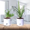 Future Roots Live Good Luck Jade and Spider Plant Combo with Self Watering Pot - Air Purifying Indoor Plant for Home, Office Desk, Outdoor, Kitchen, Living Room, Bedroom Decor, Gifting Plant