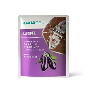 gaiagen lucin lure  pheromone lure for brinjal fruit amp shoot borer leucinodes orbonalis  pack of 10  does not include traps