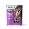 Gaiagen Lucin® Lure | Pheromone Lure for Brinjal Fruit & Shoot Borer (Leucinodes Orbonalis) | Pack of 10 | (Does Not Include Traps)