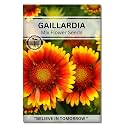 Navika Seeds ; Grow with Us Gaillardia Flower Seed.Perfect for Home &amp; Terrace Gardening Winter &amp; Summer Blooms in India-Includes Free E-Book for Kitchen,Backyard,Gardening &amp; Planting.High Germination