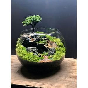 gallivant glass fish bowlaquriumterrarium bowl 14 inch glass round bowl plant holder  ideal for living rooms offices balconies bedrooms center tables plants pebbles amp decorative displays