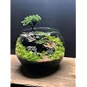 GALLIVANT Glass Fish Bowl/Aqurium/Terrarium Bowl 14 inch| Glass Round Bowl Plant Holder | Ideal for Living Rooms, Offices, Balconies, Bedrooms, Center Tables, Plants, Pebbles &amp; Decorative Displays