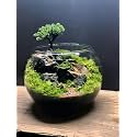 GALLIVANT Glass Fish Bowl/Aqurium/Terrarium Bowl 12 inch| Glass Round Bowl Plant Holder | Ideal for Living Rooms, Offices, Balconies, Bedrooms, Center Tables, Plants, Pebbles &amp; Decorative Displays
