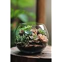 GALLIVANT Glass Fish Bowl/Aqurium/Terrarium Bowl 4 inch| Glass Round Bowl Plant Holder | Ideal for Living Rooms, Offices, Balconies, Bedrooms, Center Tables, Plants, Pebbles &amp; Decorative Displays