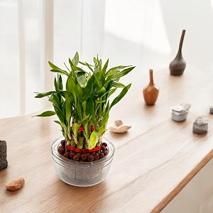 garden art 3 layer lucky bamboo live plant with self watering pot with clay ball good luck plant  indoor feng shui plant for home decor