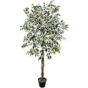 Garden Art Artificial FIcus Variegated 160cm with Pot | Real Touch Elegant Indoor Home, Office,Party, Wedding Decor (GAJW087-1)