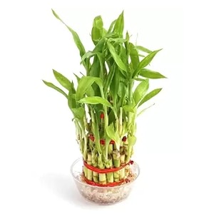 garden art 3 layers lucky bamboo indoor feng shui plant with pot