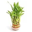 Garden Art 3 Layers Lucky Bamboo Indoor Feng Shui Plant With Pot